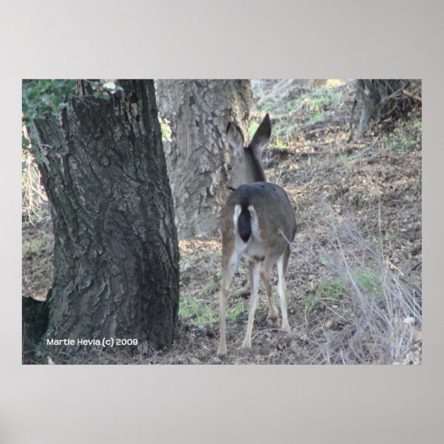 Hirsche zurück poster (Vorne)