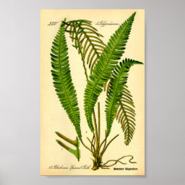 Hirschfisch (Blechnum würzig) Poster