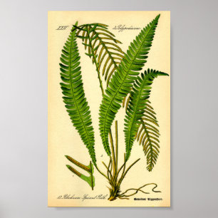 Hirschfisch (Blechnum würzig) Poster