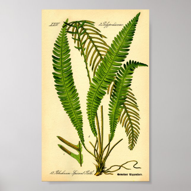 Hirschfisch (Blechnum würzig) Poster (Vorne)