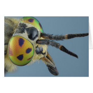 Hirschfliege