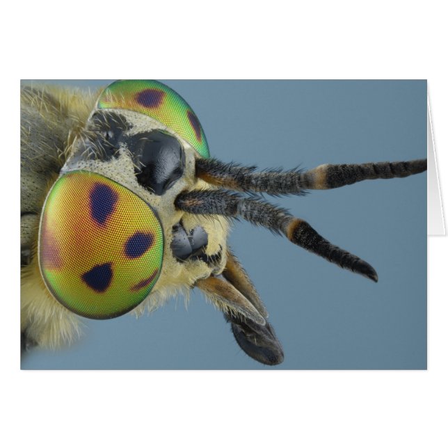 Hirschfliege (Vorderseite (Horizontal))