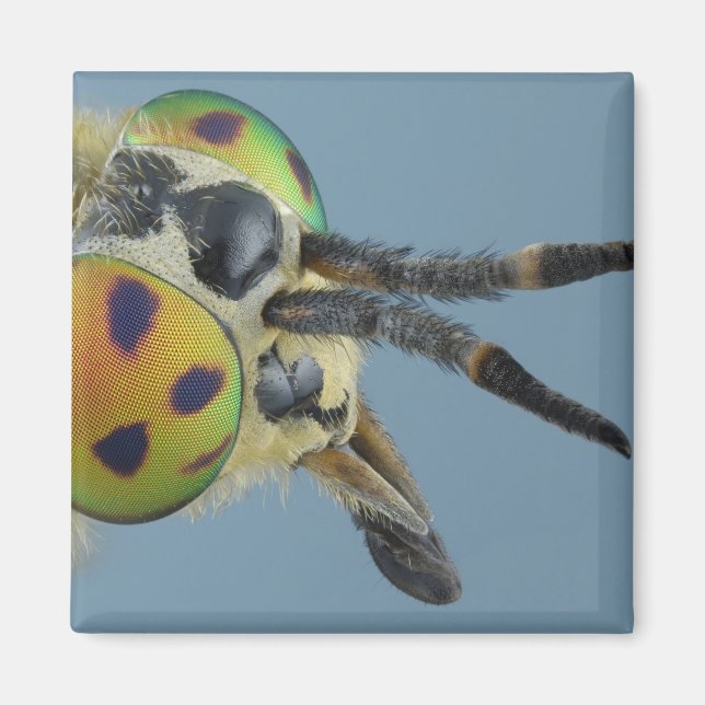 Hirschfliege Magnet (Vorne)