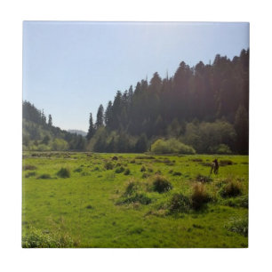 Hirschherde in einem großen, schönen Wald, der die Fliese