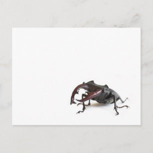 Hirschkäfer Postkarte