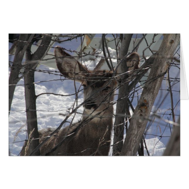 Hirschkarte (Vorderseite (Horizontal))