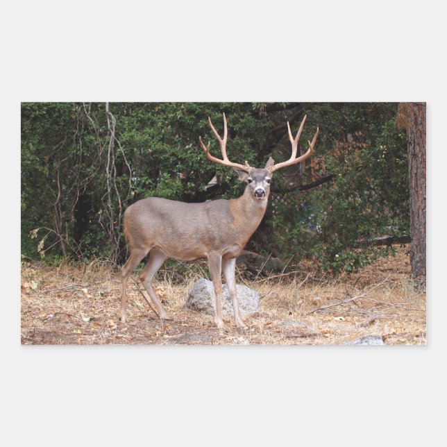 Hirschkleber Rechteckiger Aufkleber (Vorderseite)
