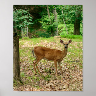 Hirschkuh im Wald Poster