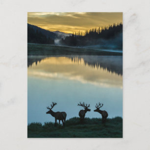 Hirschkühe Silhouette Poudre Lake Sonnenaufgang Postkarte