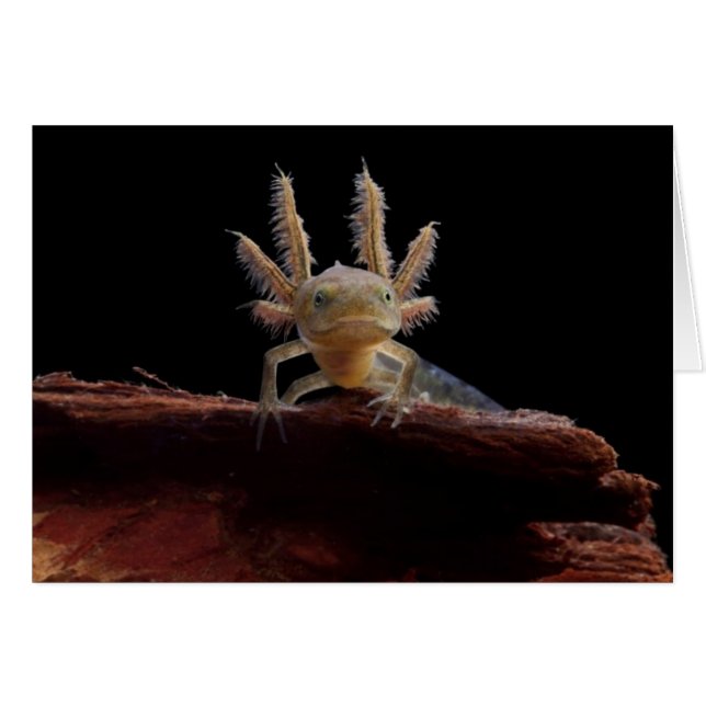 Hirschlarve (Vorderseite (Horizontal))