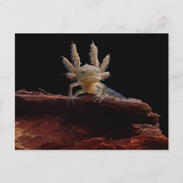 Hirschlarve Postkarte (Vorderseite)