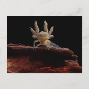 Hirschlarve Postkarte