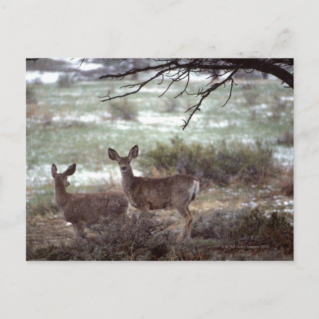 Hirschlauf Postkarte (Vorderseite)