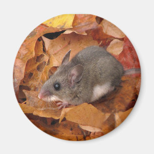 Hirschmaus Magnet