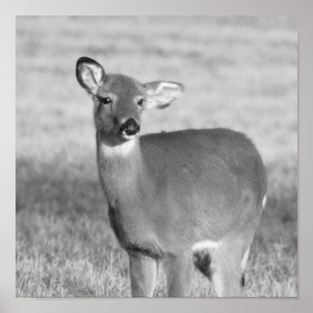 Hirschposter Poster (Vorne)