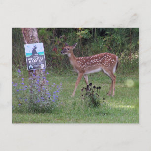 Hirschpostkarte Postkarte