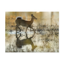 Hirschschschatten mit weißem Schwanz