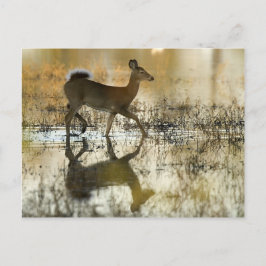 Hirschschschatten mit weißem Schwanz Postkarte