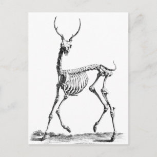Hirschskeleton-Postkarte Postkarte