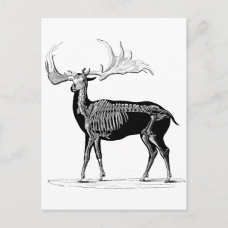 Hirschskelett Postkarte