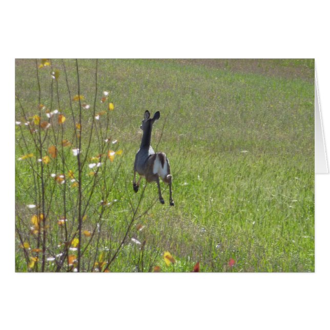 Hirschspringen (Vorderseite (Horizontal))