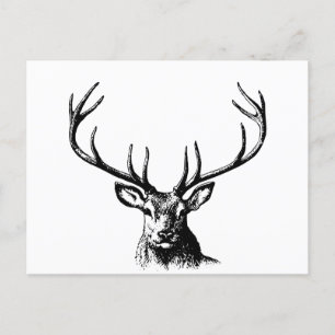 Hirschtierantler Natur Wildtierhörner Kopf Postkarte
