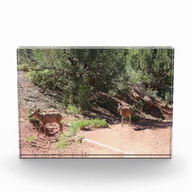 Hirschwandern Fotoblock (Vorderseite)