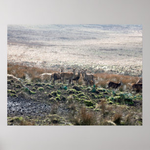 Hirschweide Lyme Park Postcard Poster