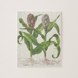 Hirse: fructu 1.Sorgum rubro; fructu 2.Sorgo albo Puzzle