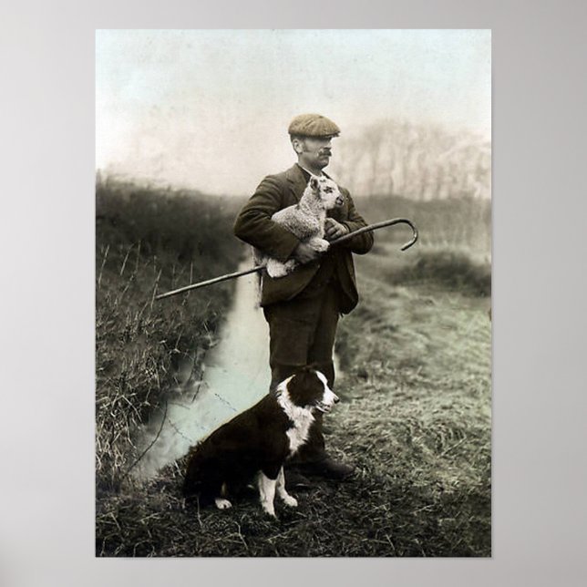 Hirte mit Lamm und Border Collie~Poster Poster (Vorne)