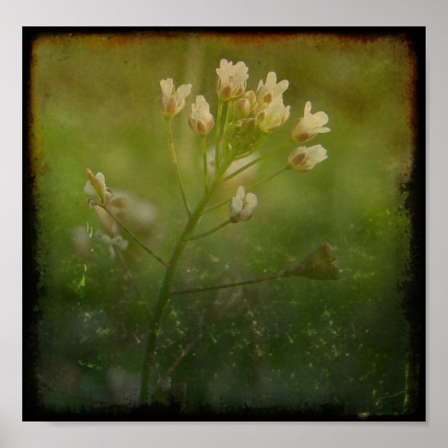 Hirtenfresse Poster (Vorne)