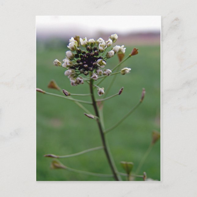 Hirtenfresse Postkarte (Vorderseite)