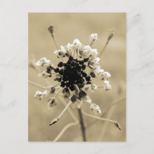 Hirtentäschel in Sepia Postkarte