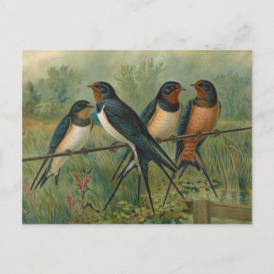 Hirundo rustica, Hirundo rustica Savignii Postkarte