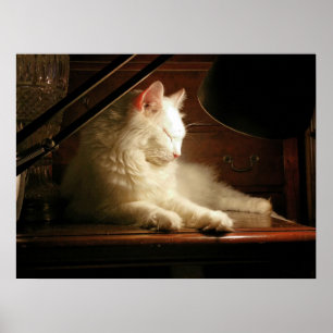 His Majesty Matisse the White Cat Poster