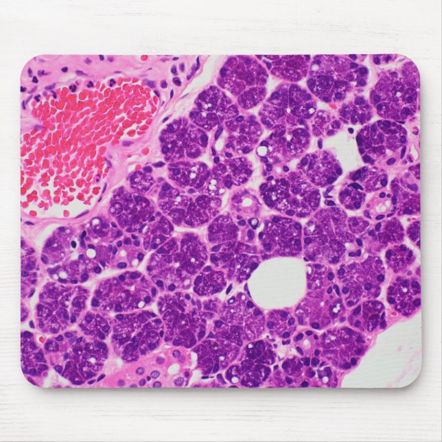Histology art - Mousepad (Vorne)