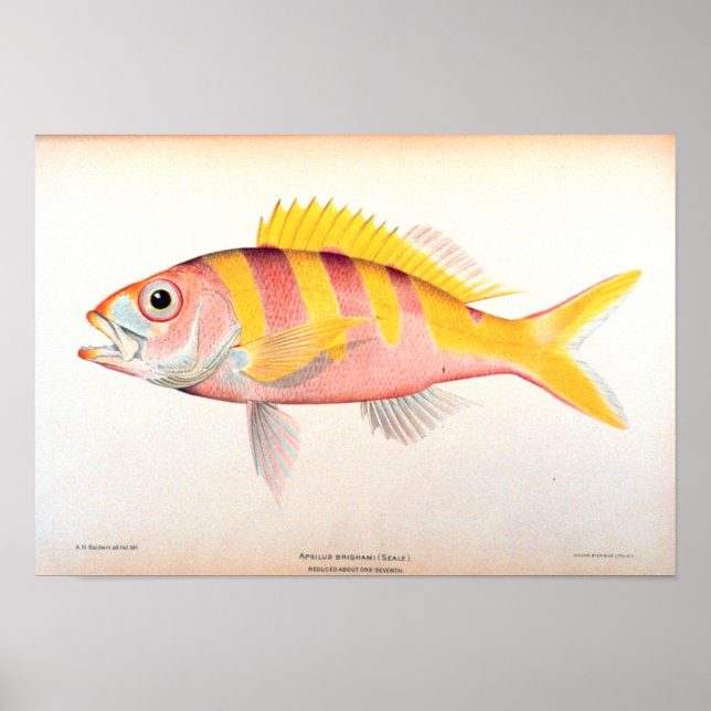 Historische Fischerei Poster (Vorne)