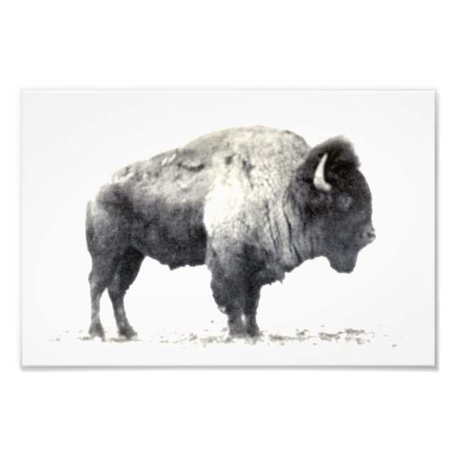 Historische Fotografie des amerikanischen Bison (Vorne)