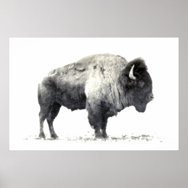 Historische Fotografie des amerikanischen Bison Poster (Vorne)