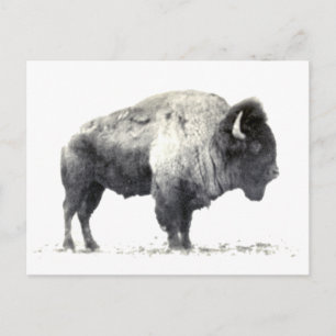 Historische Fotografie des amerikanischen Bison Postkarte