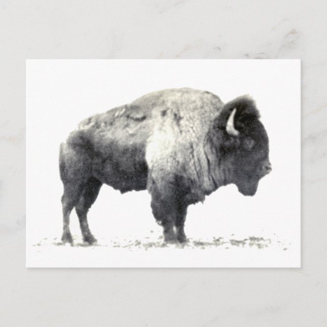 Historische Fotografie des amerikanischen Bison Postkarte (Vorderseite)