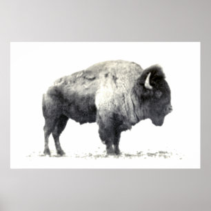 Historische Fotografie des amerikanischen Bisons Poster