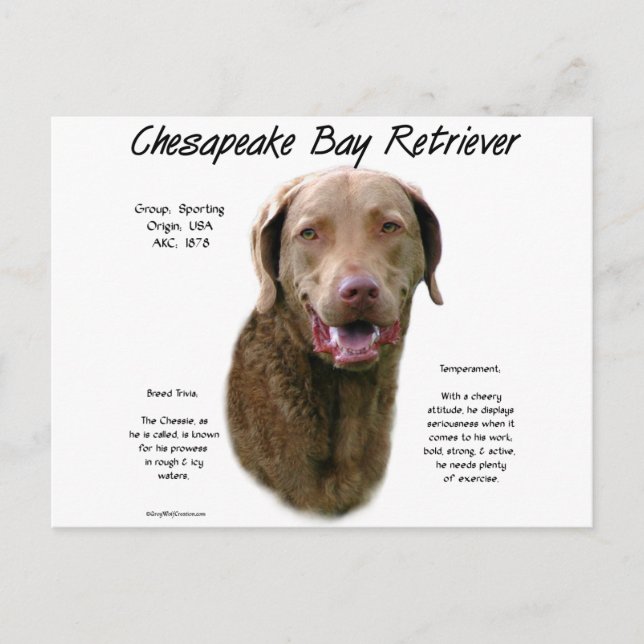 Historisches Design von Chesapeake Bay Retriever Postkarte (Vorderseite)