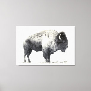 Historisches Foto von American Bison Leinwanddruck