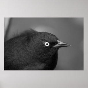 Hitchcock beängstigender Vogel Poster