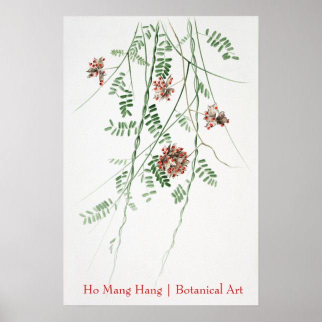 Ho Mang Hang Botanisches Kunstposter 1 Poster (Vorne)
