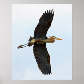 Hoaring Great Blue Heron Poster