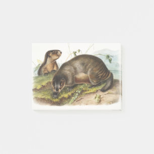 Hoary Marmot Camping Deko Geschenke Post-it Klebezettel