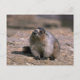 Hoary Marmot Postkarte