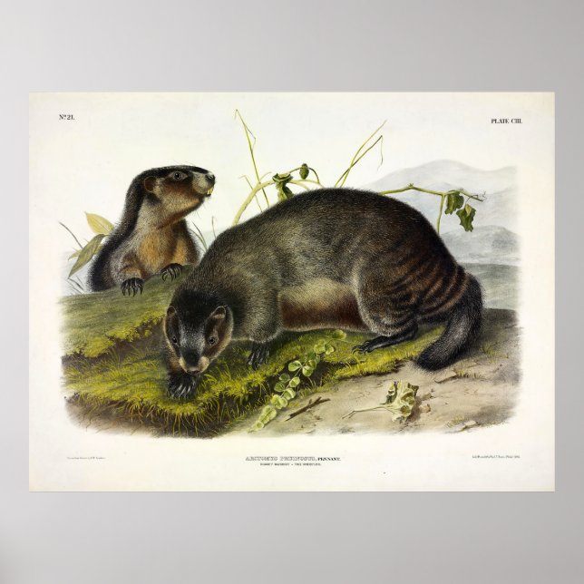 Hoary Marmot, The Whistler von Audubon Poster (Vorne)